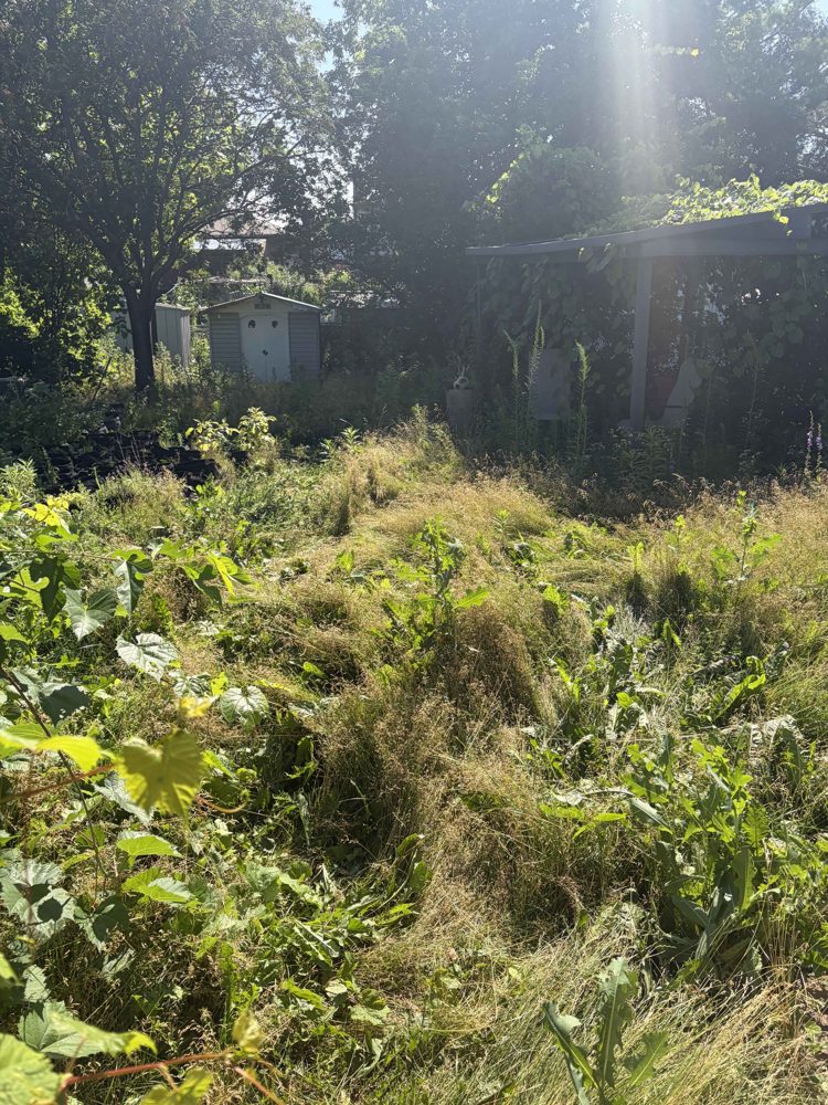 Backyard before — overgrown weeds and brush